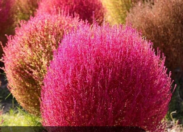 kochia rood Kochia in winter